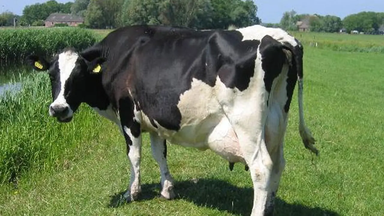 sapi-131005a.jpg