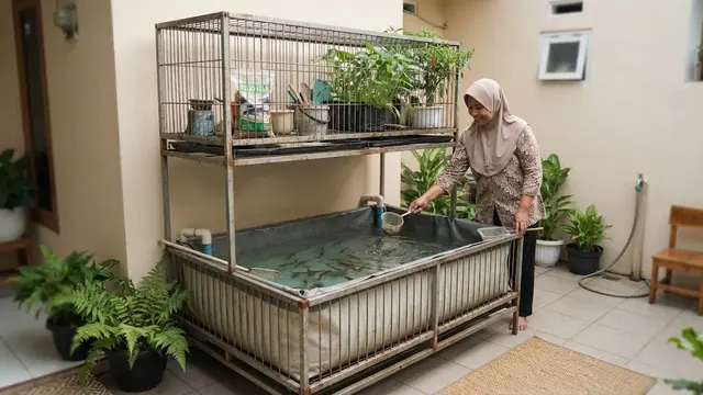 Cara membuat kolam lele hemat tempat dengan memanfaatkan kandang bekas yang bisa bantu ketahanan pangan keluarga di masa krisis model menggunakan kandang bertingkat untuk menghemat ruang