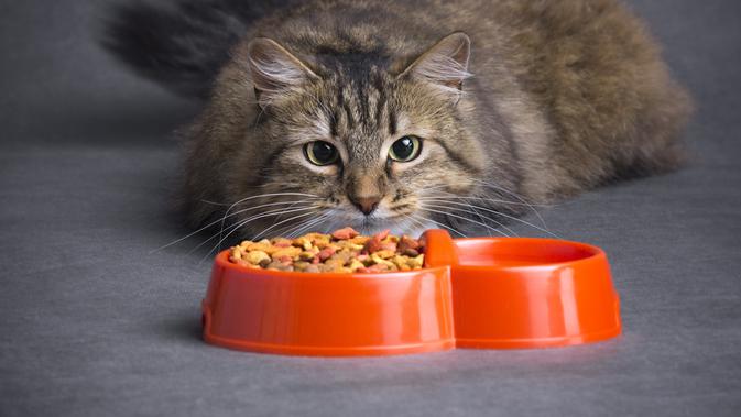 Sudah Benarkah Caramu Menyimpan Makanan Kucing Ini Jawabannya Lifestyle Fimela Com Cara memberi makanan untuk anak kucing umur 1 bulan. sudah benarkah caramu menyimpan makanan
