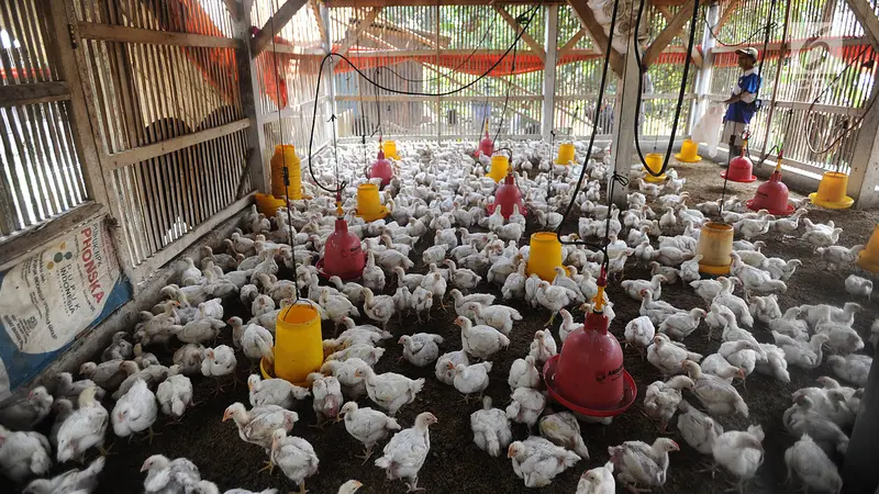 Tembus Rp 50 Ribu per Kg, Peternak Keluhkan Harga Bibit Ayam Fluktuatif