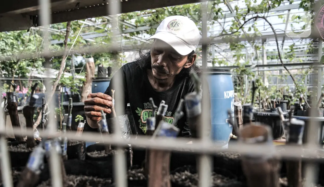 Yatno memeriksa bibit pohon anggur di Kebun Imut Si Nakal, Kelurahan Malaka Sari, Jakarta, Minggu (7/3/2021). Yatno yang berprofesi sebagai petugas PPSU Kelurahan Malaka Sari ini menyulap lahan bekas pembuangan sampah jadi kebun budi daya bibit anggur. (merdeka.com/Iqbal S. Nugroho)