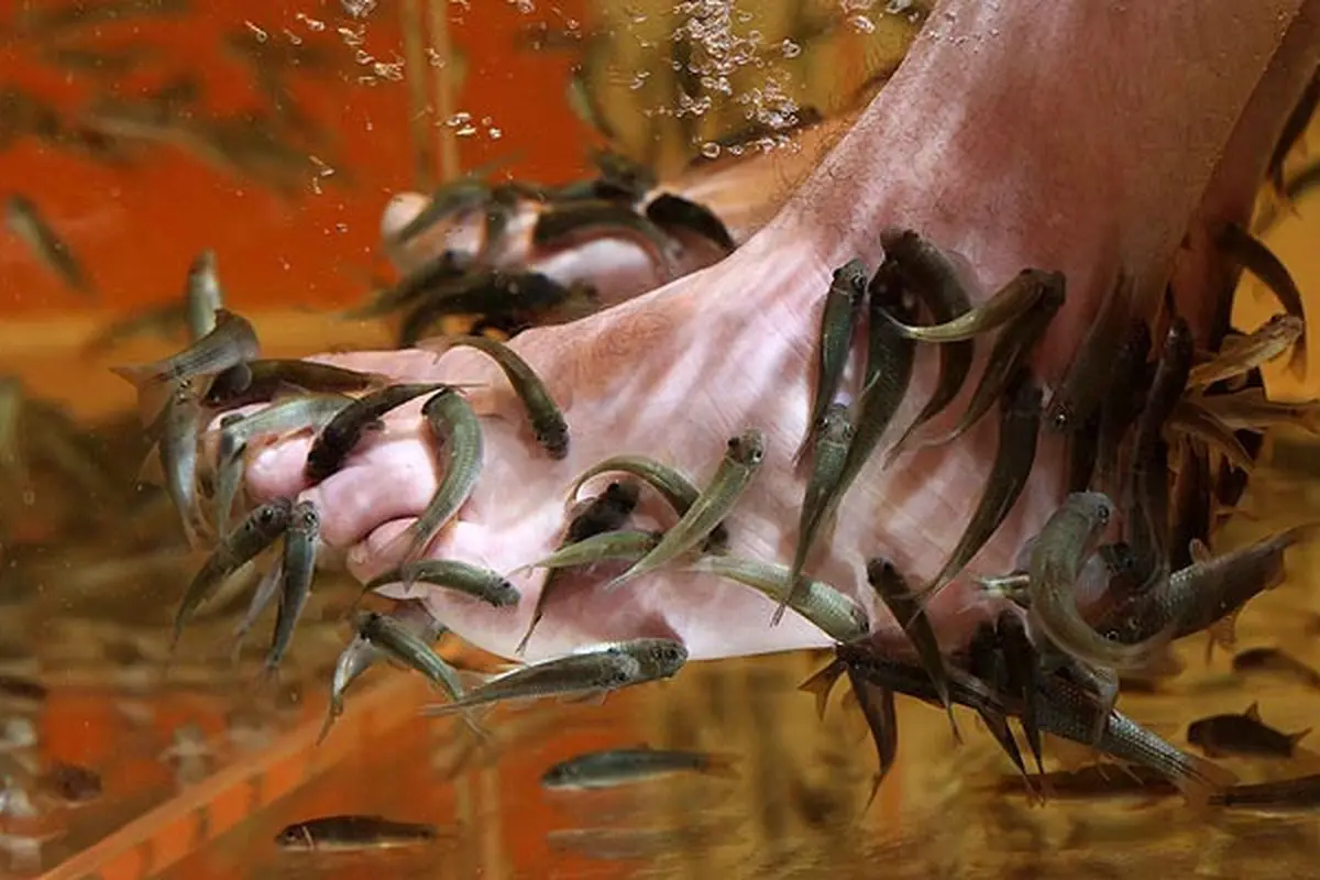 Gemar Terapi Ikan? Sekarang Anda Bisa Buat di Rumah