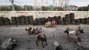 Puluhan kambing berkeliaran di jalur inspeksi Kanal Banjir Barat, Jakarta, Rabu (17/2). Kurangnya ruang terbuka hijau membuat peternak terpaksa mengembalakan hewan ternaknya di tempat yang tidak semestinya. (Liputan6.com/Immanuel Antonius)