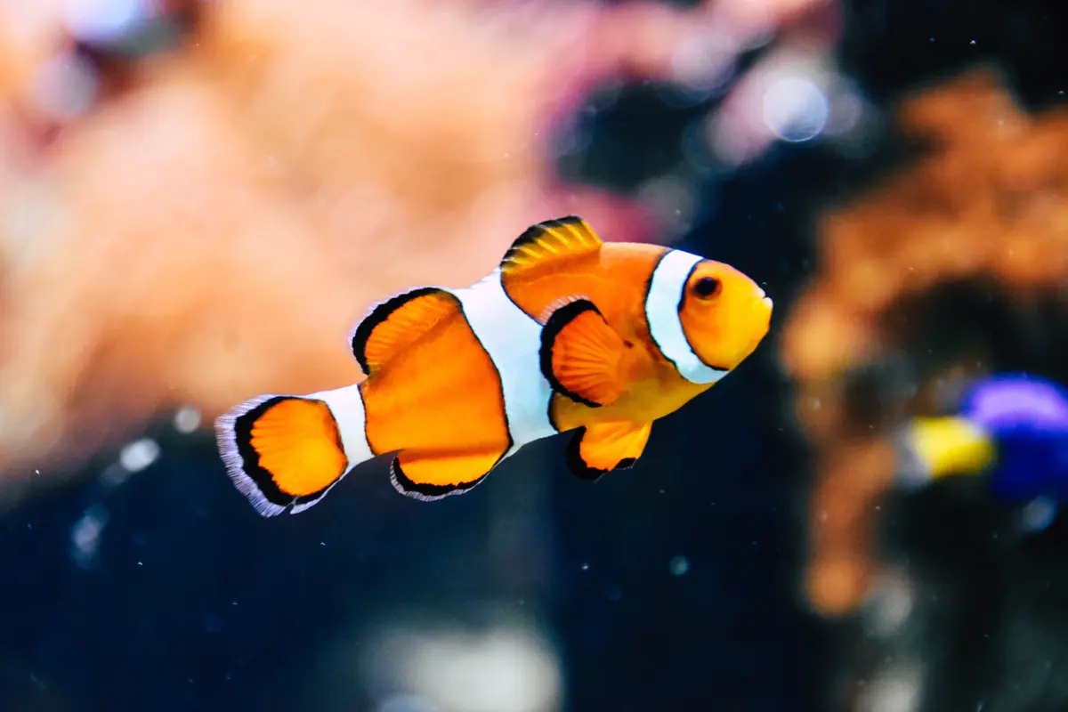 Ikan