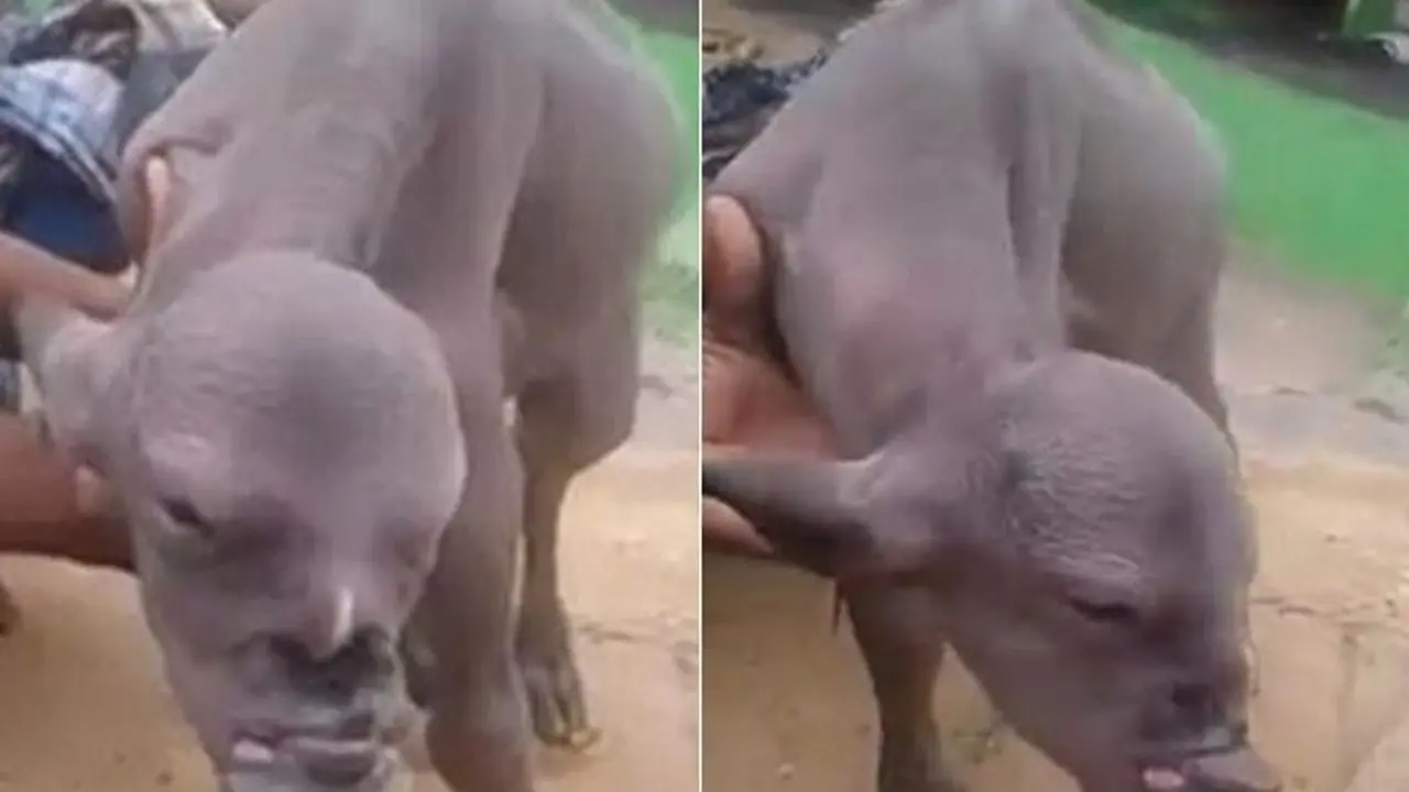 Kambing dengan wajah menyerupai manusia yang menghebohkan India. (Facebook Samiraa Aissa)