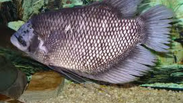 Ikan Gurame