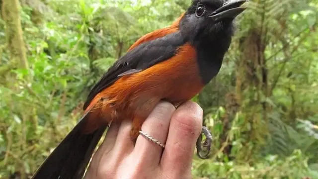 Hooded Pitohui, Dikonfirmasi sebagai Burung Beracun Pertama di Dunia