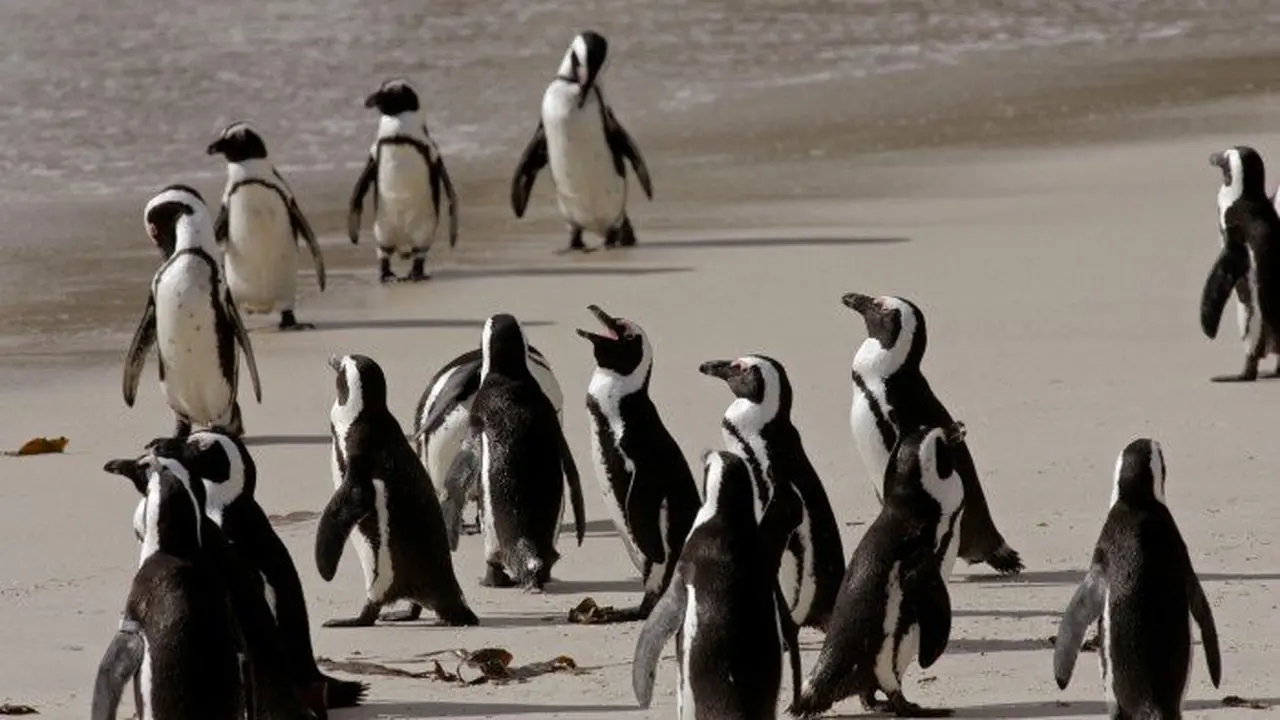 Penguin
