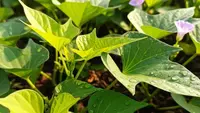 6 Ide Kebun Ubi Jalar untuk Lahan Belakang yang Menganggur, Sistem Polybag Hingga Bedengan