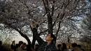 Seorang pria mengambil gambar di bawah bunga sakura selama Festival Bunga Musim Semi Yeouido di Seoul, Korea Selata pada 7 April 2019. Festival ini merupakan festival Cherry Blossom tahunan terbesar yang diselenggarakan pada musim semi di Kota Seoul. (Photo by Ed JONES / AFP)