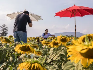Sejumlah wisatawan berfoto di sebuah ladang bunga matahari di Provinsi Lopburi, Thailand, pada 14 Desember 2020. Provinsi Lopburi memiliki ladang-ladang bunga matahari terbesar di Thailand. (Xinhua/Zhang Keren)
