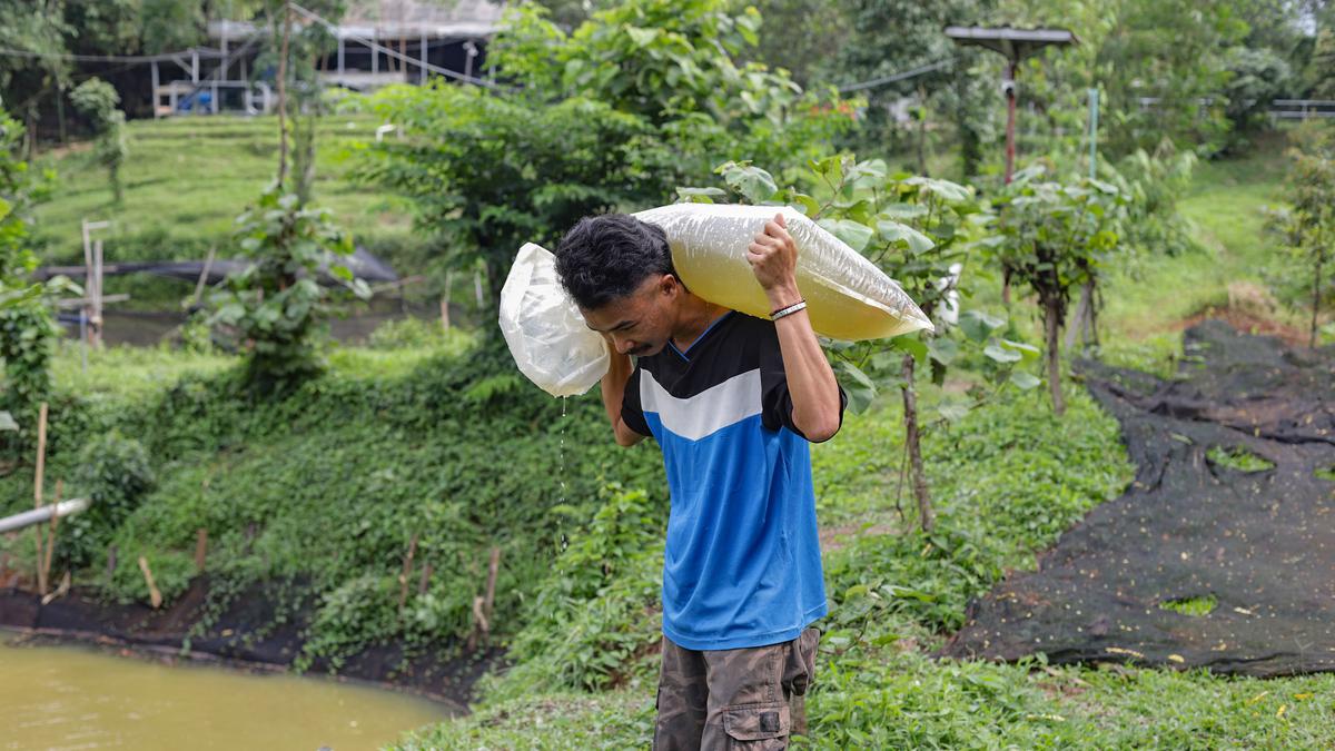 Melihat Proses Budidaya Arwana, Ikan Hias Berharga Fantastis