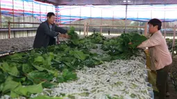 Peternak memberi makan ulat sutra dengan daun murbei di Desa Xidong, Kaihua, Provinsi Zhejiang, China, 21 Oktober 2020. Pada akhir 2020, produksi sutra di desa tersebut diperkirakan mencapai 22.500 kilogram, yang dapat meningkatkan pendapatan peternak hampir 1 juta yuan (1 yuan = Rp2.199). (Xinhua)