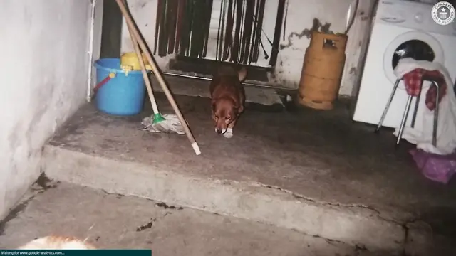 Anjing tertua di dunia, Bobi