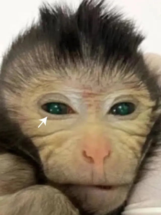 Chimera Stem Cell yang ditumbuhkan China.