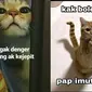 6 Meme Lucu Kucing Ini Bikin Geregetan, Cocok Buat Stiker WhatsApp (IG/rieztz)