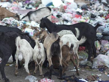 65 Koleksi Gambar Hewan Ternak Gratis Terbaru