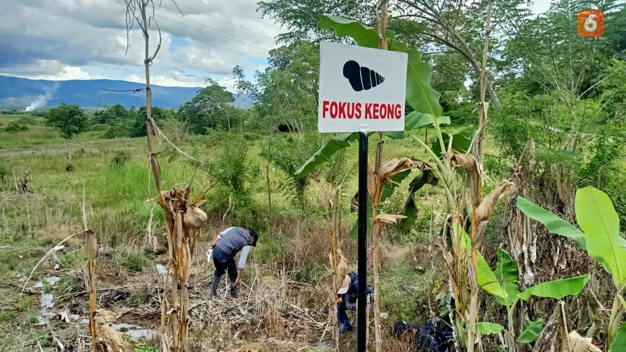 Penanganan keong yang menjadi sebab penyakit Demam Keong di Sulawesi Tengah