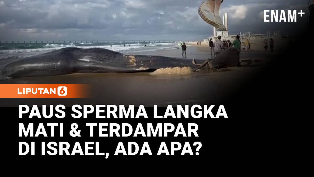 Paus Sperma Terancam Punah Terdampar di Pantai Israel