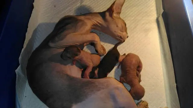 Kucing Sphynx