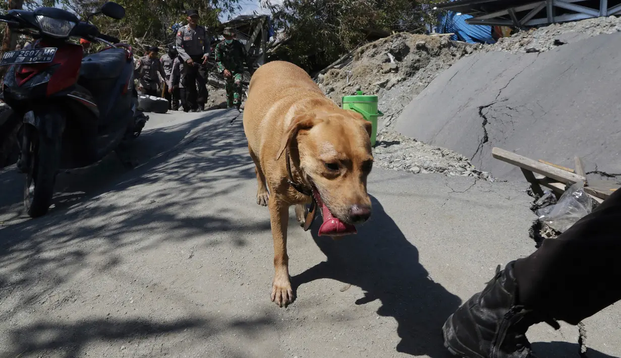 Anjing pelacak Unit K9 mencari korban usai gempa dan tsunami menerjang Palu, Sulawesi Tengah, Senin (1/10). Anjing K9 mencari tubuh korban dengan mengandalkan penciumannya yang tajam. (AP Photo/Chandra)