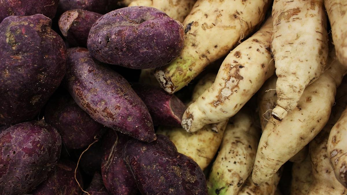Ubi Jalar Ungu, Kuning, Putih: Mana yang Paling Bergizi dan Enak?