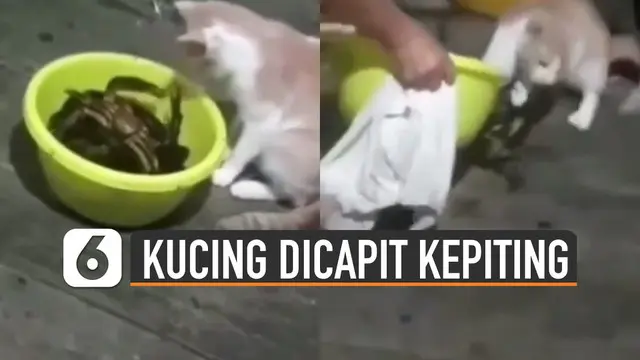 VIDEO: Penasaran, Akhirnya Kucing Dicapit Kepiting