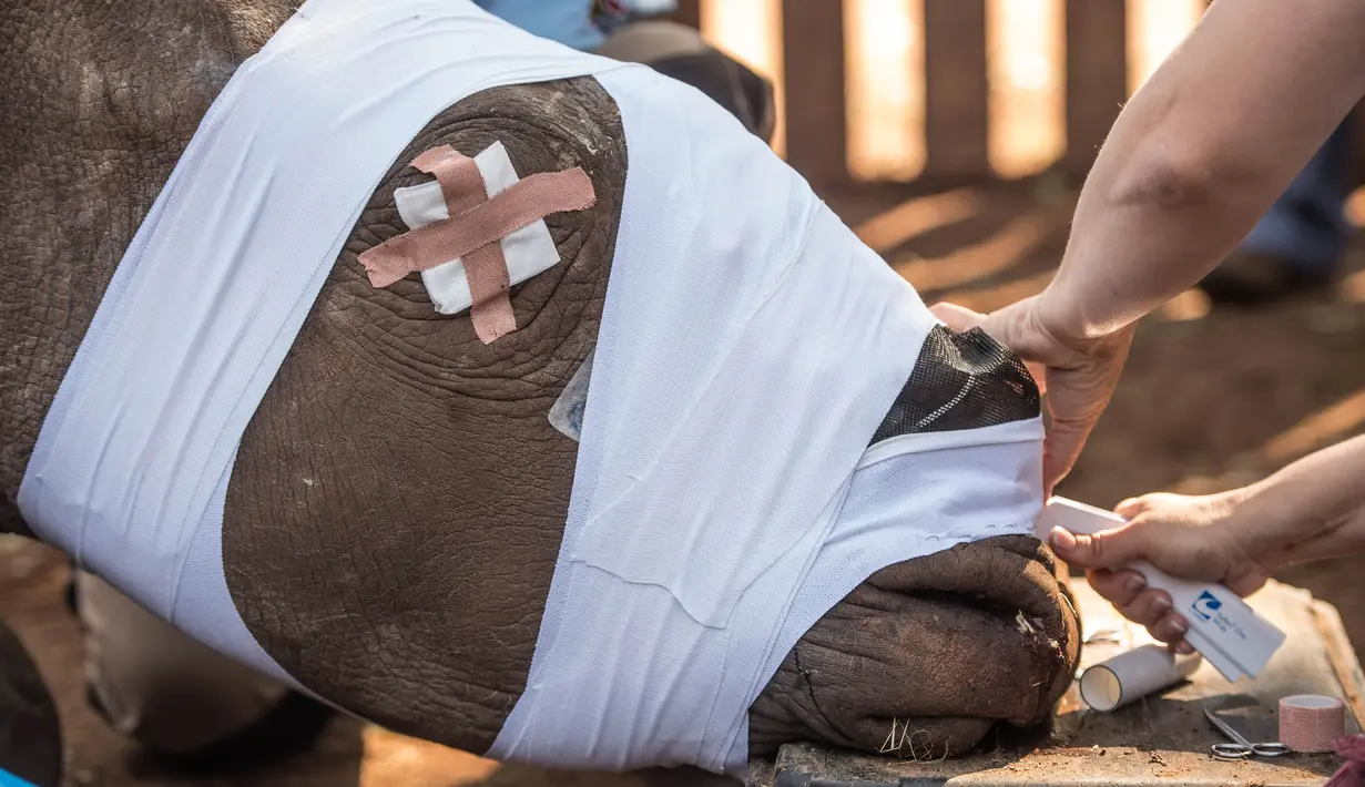Seekor badak dipakaikan perban oleh dokter hewan di Bela Bela, Johannesburg, Afrika Selatan (20/5). Badak tersebut korban para pemburu liar yang mengincar cula badak. (AFP Photo/Mujahid Safodien)