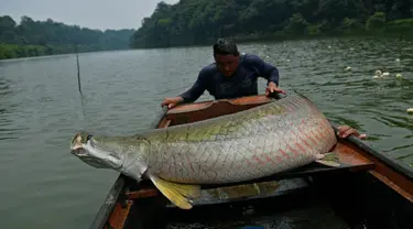 Nelayan berusaha naik ke perahu usai berhasil menangkap ikan arapaima atau Pirarucu di Sungai Amazon, Volta do Bucho, Ituxi Reserve, Brasil, 20 September 2017. Salah satu jenis ikan purba ini merupakan ikan air tawar terbesar di dunia. (CARL DE SOUZA/AFP)