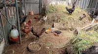 4 Jenis Ayam Terbaik untuk Peternak Pemula dengan Sistem Cage Free, Lebih Tahan Penyakit