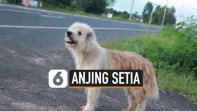 VIDEO: Anjing Tunggu Majikannya 4 Tahun di Tempat yang Sama