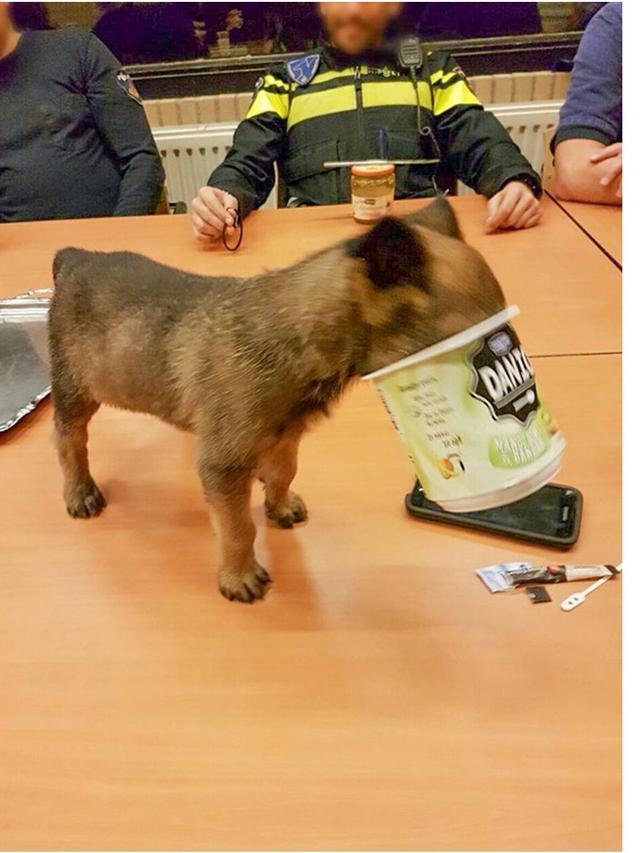 8 Potret Hewan Terjebak dalam Wadah Saat Mencuri Makanan, Bikin Geleng Kepala