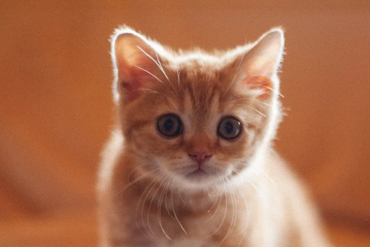 Anak Kucing