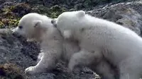 Bayi Beruang Kutub Kembar Di beri Nama Nobby Dan Nela