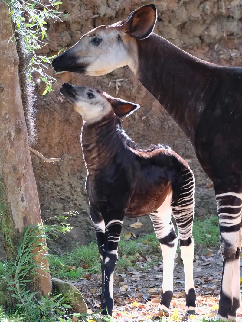 Bayi Okapi di Kebun Binatang Los Angeles