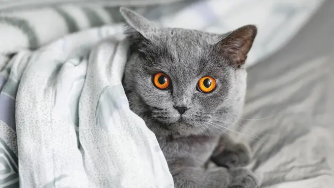 Minim Perawatan, Jangan Gagal Paham Cara Grooming Kucing Berbulu Pendek