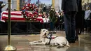 Anjing bernama Sully duduk dekat peti mati George H.W. Bush di Gedung Capitol, Washington, Senin (3/12). Anjing labrador itu berbaring di samping peti mati Presiden AS ke-41, seolah sedang memberikan penghormatan terakhir. (Drew Angerer/Getty Images/AFP)