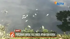 Petugas masih menyelidiki penyebab sejumlah ikan-ikan yang ditemukan mati di Kali Ancol, Jakarta Utara.