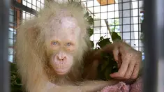 Seekor Orangutan albino ditemukan penduduk di Desa Tanggirang telah menyita perhatian media internasional, Kapuas, Kalimantan Tengah, Minggu (30/4). (AP/Indrayana/BOSF)