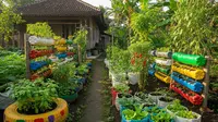 10 Ide Kebun Sayur Tanpa Modal Awal yang Langsung Bisa Dipraktikkan di Rumah, Perawatannya Mudah