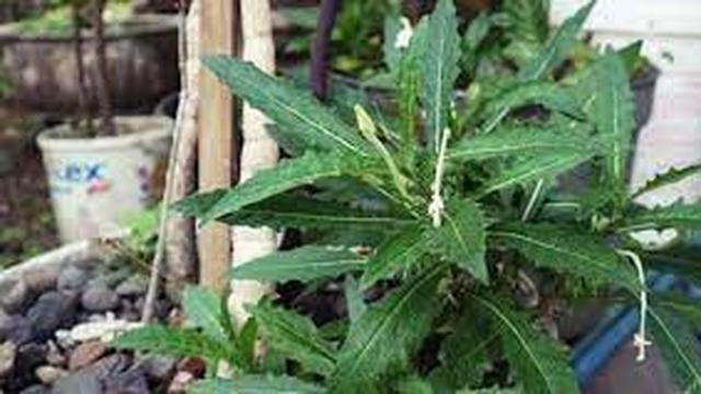 Manfaat Bunga Kitolod Bagi Kesehatan