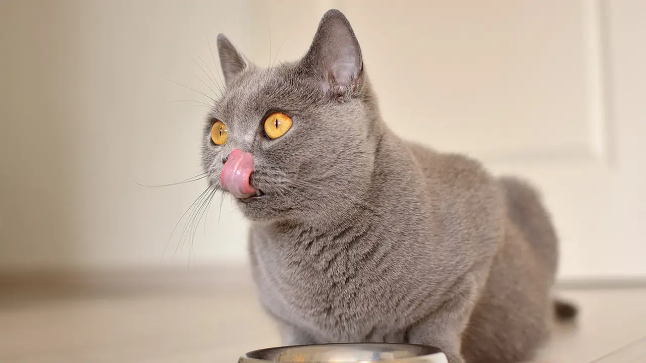 Lidah Kucing