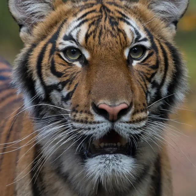 FOTO: Nadia, Harimau Kebun Binatang Bronx Positif COVID-19