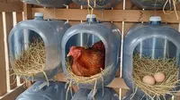 10 Desain Kandang Ayam dari Galon Bekas Sederhana, Ide Kreatif Ternak