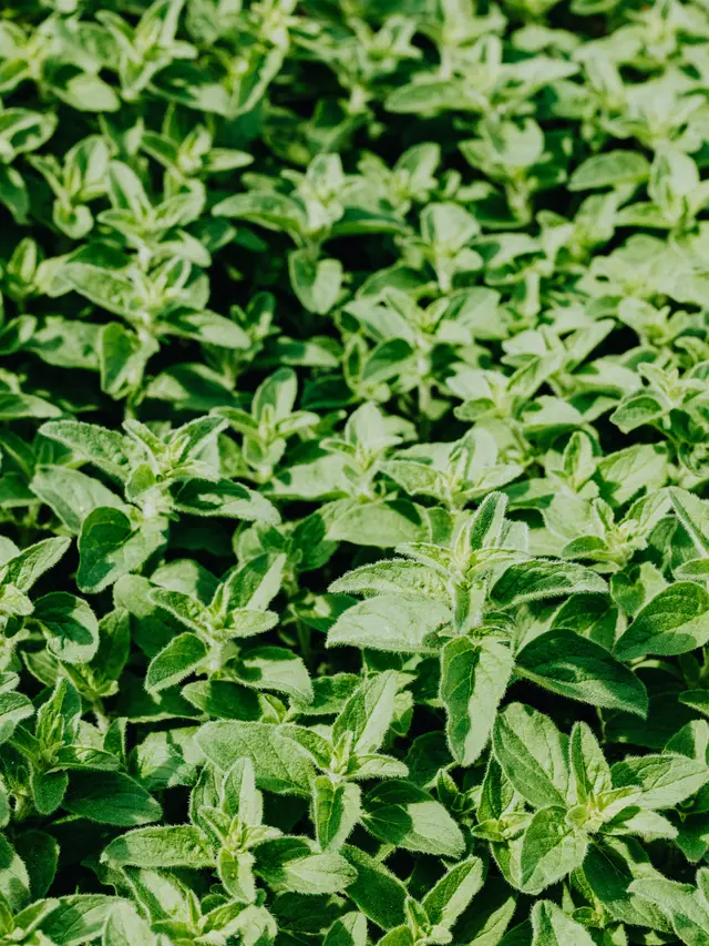 Konsumsi Daun Kemangi dan Daun Mint