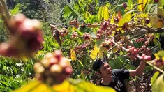 Warga memetik biji kopi di desa binaan Bakti BCA Dusun Kopi Sirap di Semarang, Jawa Tengah, Minggu (8/9/2019). BCA melakukan pendampingan untuk penguatan kapasitas dan SDM komunitas petani kopi dengan memberikan pelatihan, donasi pembangunan hingga perlengkapan edukasi kopi. (Liputan6.com/HO/Defi)