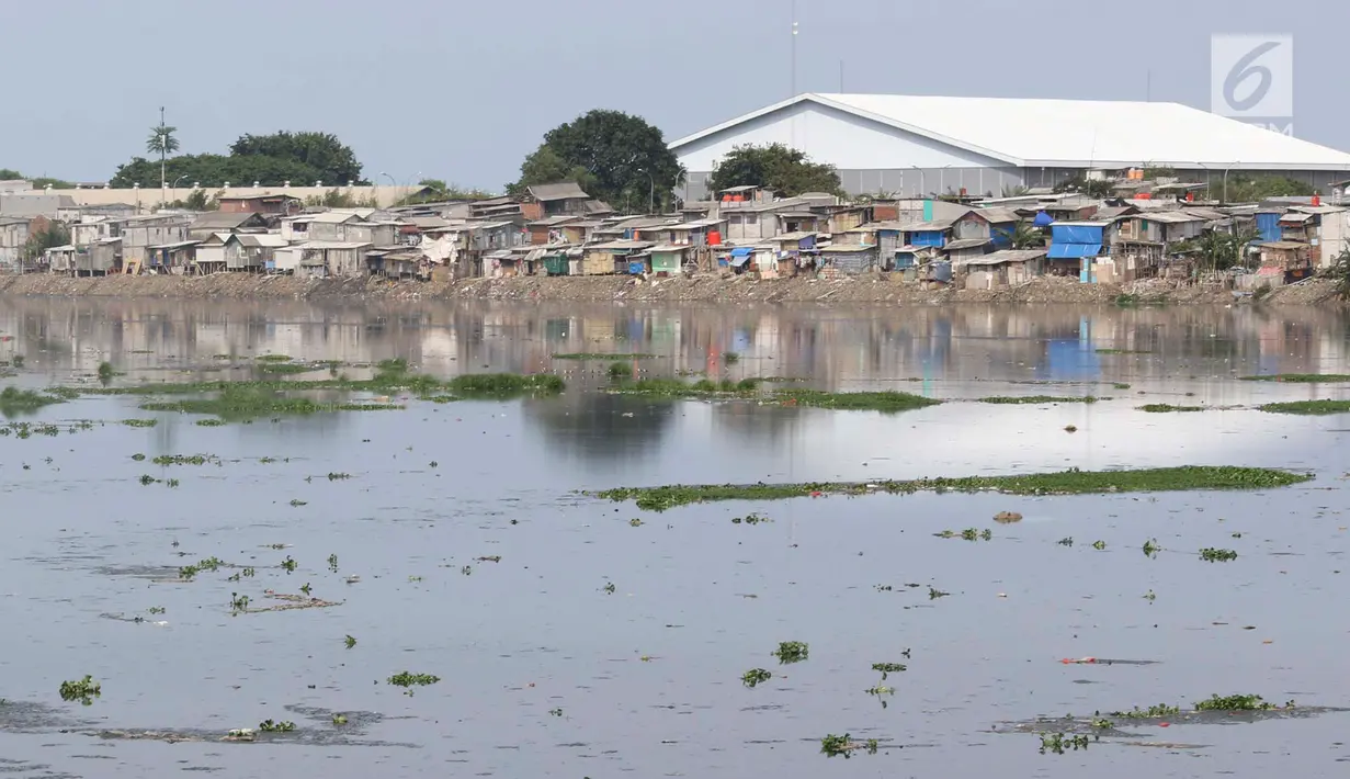 Tanaman eceng gondok tumbuh di sekitar Waduk Pluit, Jakarta, Senin (17/12). Kurangnya perhatian serta perawatan menyebabkan tanaman yang berpotensi menjadi hama tersebut kembali tumbuh dan berkembang di Waduk Pluit. (Liputan6.com/Immanuel Antonius)