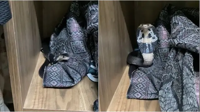 Pria Ini Kaget Temukan Ular Kobra di Lemari Pakaian, Berkamuflase dengan Kain