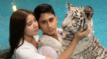 Tiara Andini dan Alshad Ahmad terlihat menjalani pemotretan dengan harimau putih bernama Selen. Bahkan, keduanya juga kompak menggunakan busana berwarna putih untuk pemotretan tersebut. (Liputan6.com/IG/@alshadahmad)