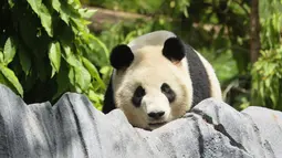 Kebun Binatang San Diego kembali kedatangan dua panda raksasa dari China. (Sandy Huffaker / AFP)